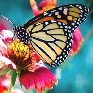 Meet your Posher, Natasha